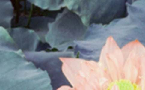 夏至祝福语简短8字（精选150句）